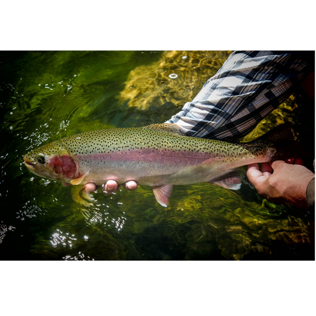 Cohutta Fly Fishing Co. -  image number 4