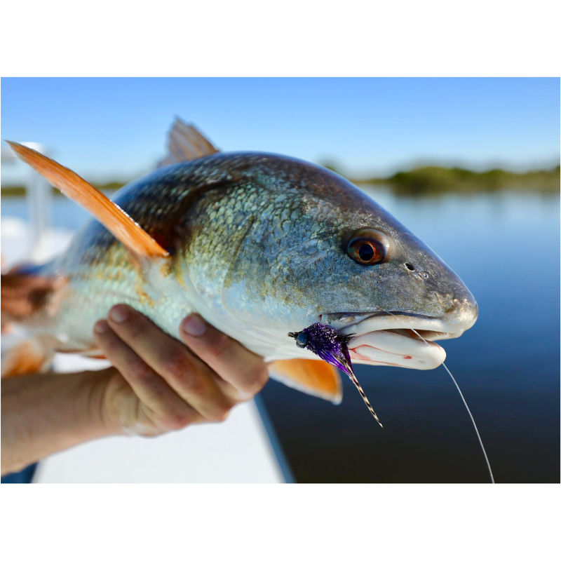 Capt. Kyle Messier -  image number 2