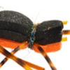 Gordo Alberto - BLACK/ORANGE
