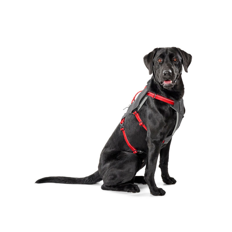 Tough Trail&reg; Six-Point Dog Harness - 