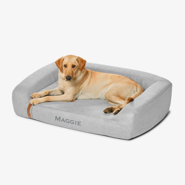 A yellow Labrador Retriever on a light grey RecoveryZone Couch Bed.