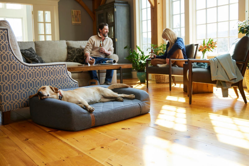 A yellow Labrador Retriever asleep on a RecoveryZone Couch Bed inside a light-filled living room.