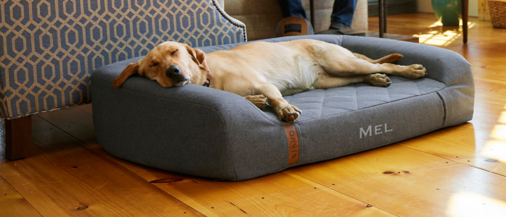 A golden labrador retriever sleeps on a Recovery Zone Dog Bed next to a couch.