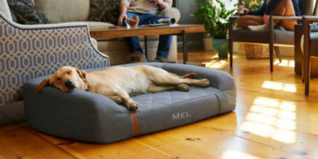 A yellow lab asleep on a gray RecoveryZone couch bed in a living room.