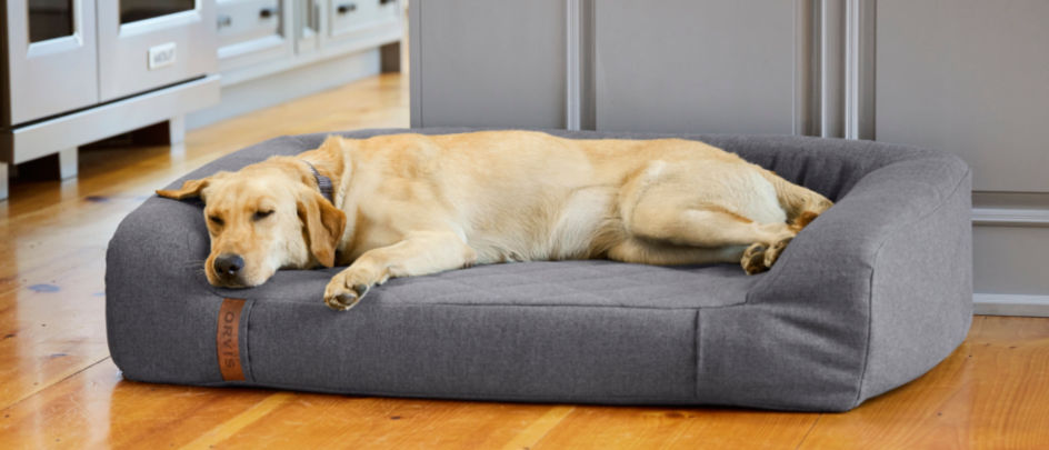 A yellow lab asleep on a gray RecoveryZone couch bed inside a home.