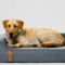 RecoveryZone Couch Dog Bed Video image number 5.0