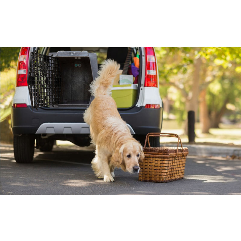 A golden retriever stepping out of the back of a car from a dog crate.