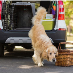 A golden retriever stepping out of the back of a car from a dog crate