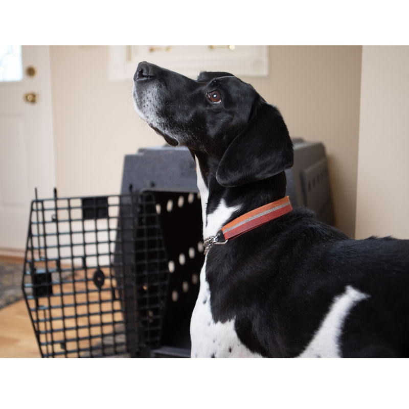 Ruff Land&trade; Performance Dog Kennel - GRAY image number 3