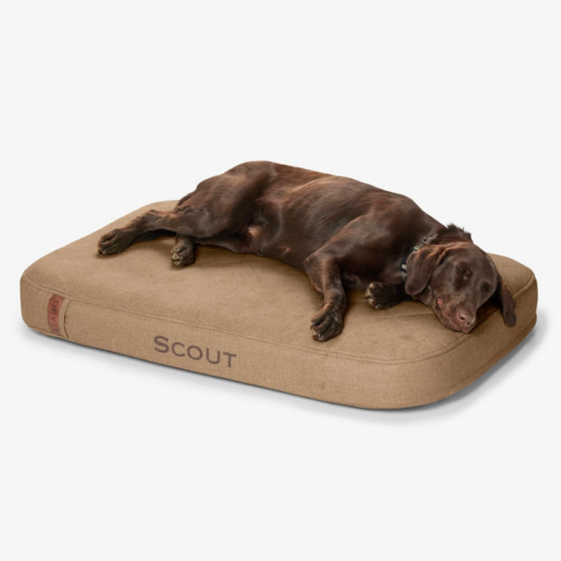 A big brown dog asleep on a brown RecoveryZone dog bed