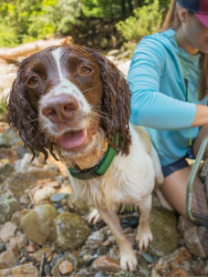 A wet brown and white dog grins at the camera from a rock shoal of a creek.