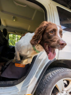 A brown and white spaniel caught mid-jump leaping out of a vehicle.