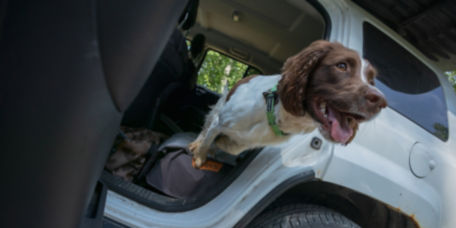 A brown and white dog jumping out the side door of a car.