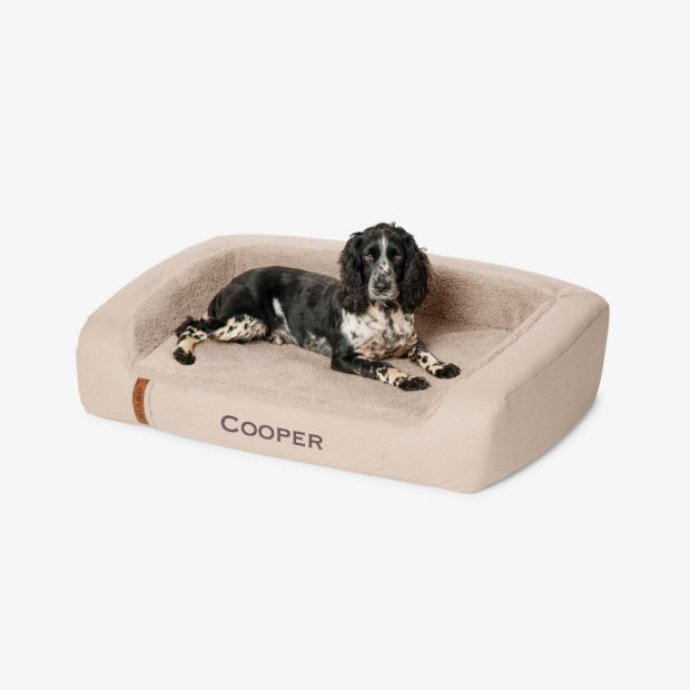 A black and white spaniel-mix laying on a fleecelock RecoveryZone Couch Bed.