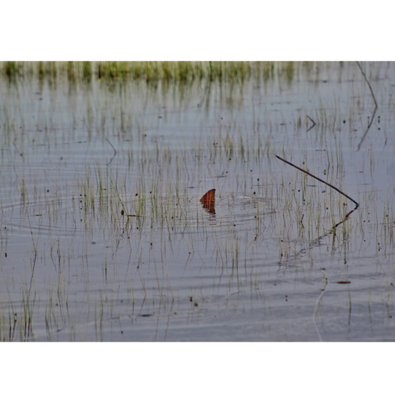 Capt. Danny Lynch, SC -  image number 1