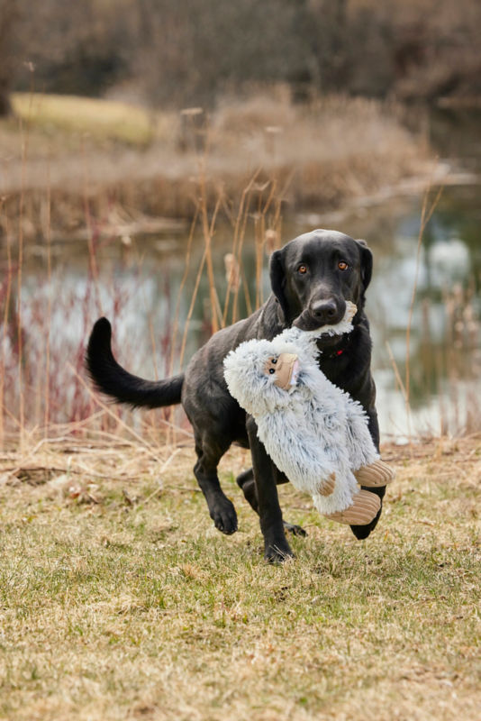 A black lab playing outside with a large stuffed toy in its mouth.