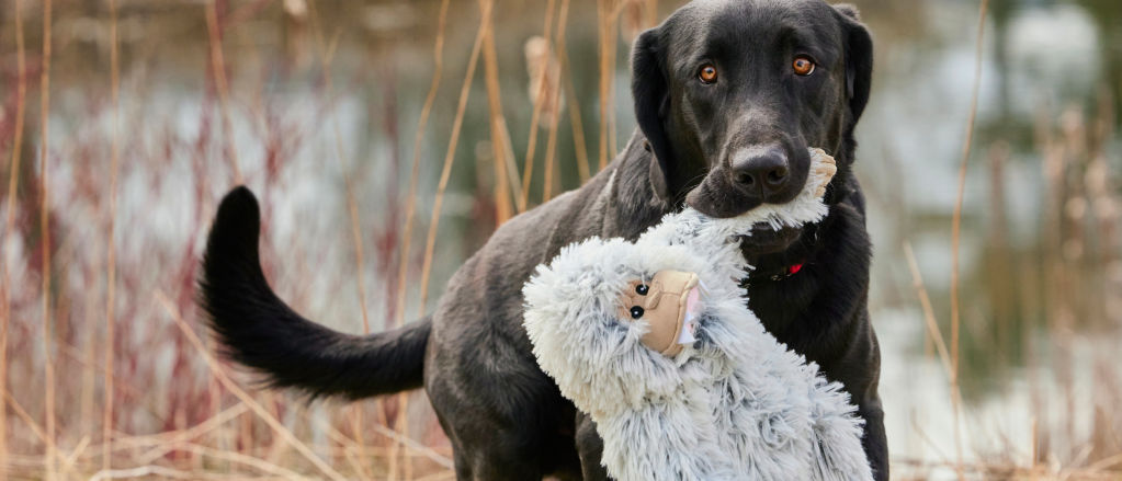 A black lab prances in the grass with a stuffed toy in her mouth.