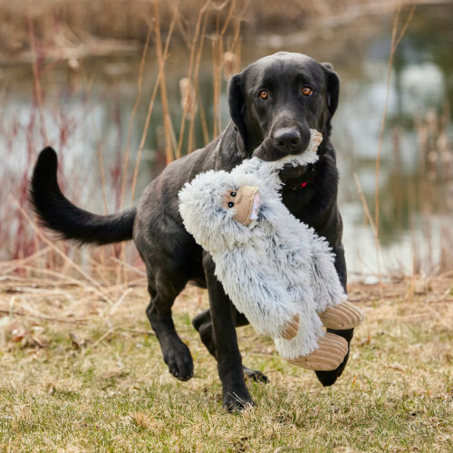 A black lab playing outside with a large stuffed toy in its mouth.