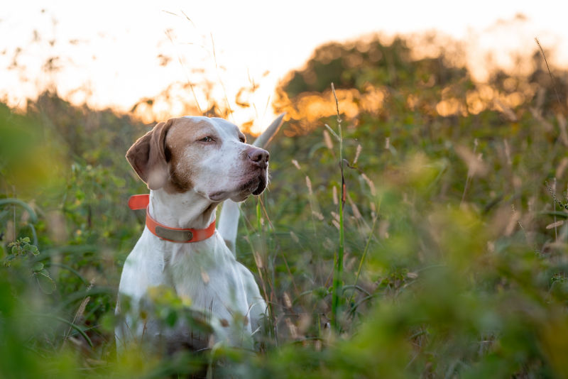 Almost Heaven Plantation, SC - 