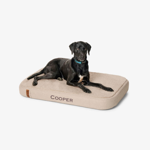 A black Labrador Retriever mix on a tan RecoveryZone Lounger Bed.