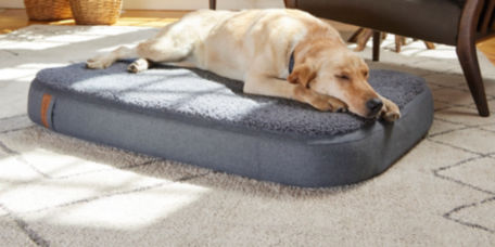 A yellow Labrador Retriever asleep on a gray FleeceLock RecoveryZone Lounger Dog Bed.