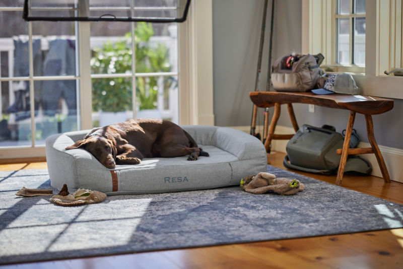 A brown dog asleep in the sunshine on a ToughChew RecoveryZone dog bed.