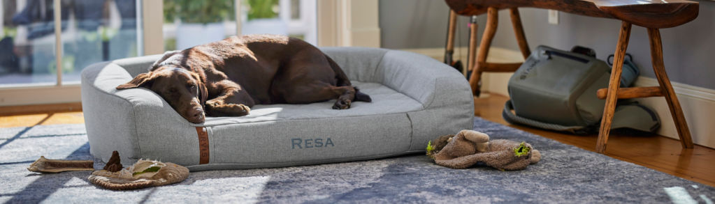 A brown dog asleep in the sunshine on a ToughChew RecoveryZone dog bed.
