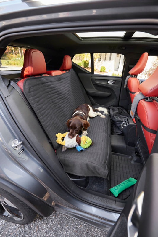 Dog on Orvis backseat bench cover