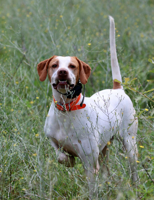 Almost Heaven Plantation, SC -  image number 3