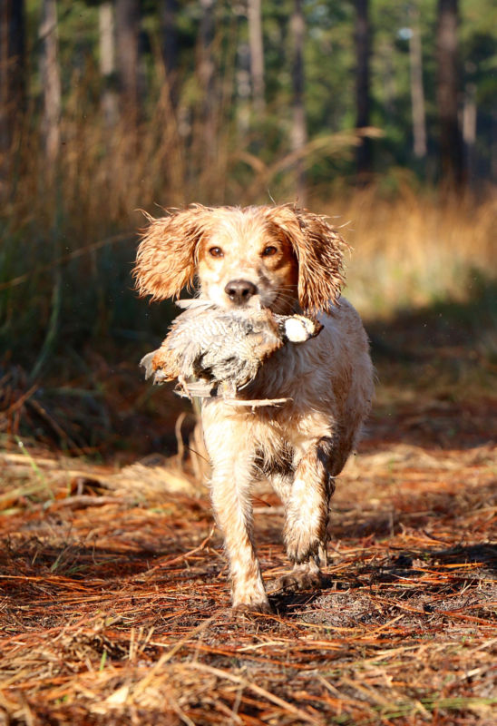 Almost Heaven Plantation, SC -  image number 5