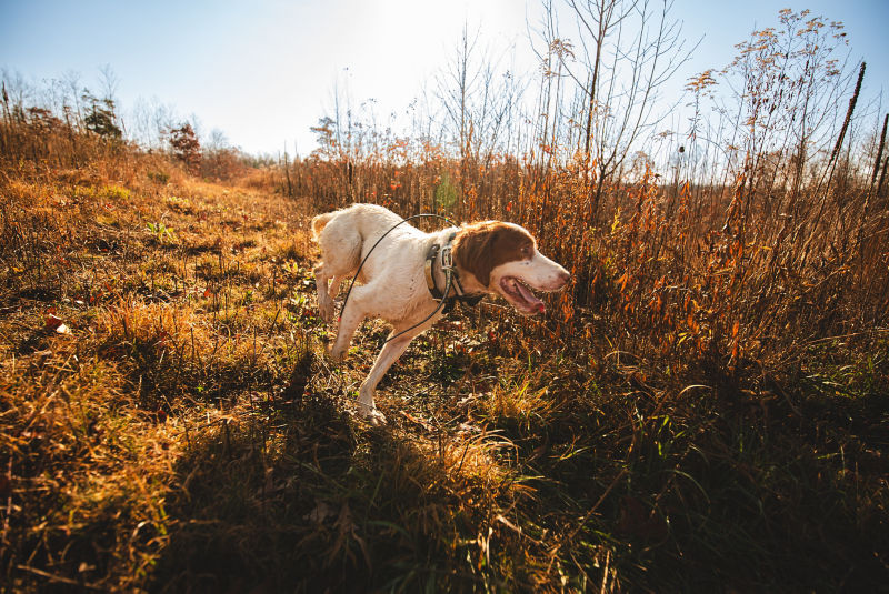 The Preserve At Crooked Run, VA -  image number 1