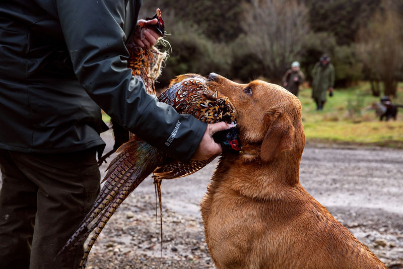 Poronui Wingshooting -  image number 1
