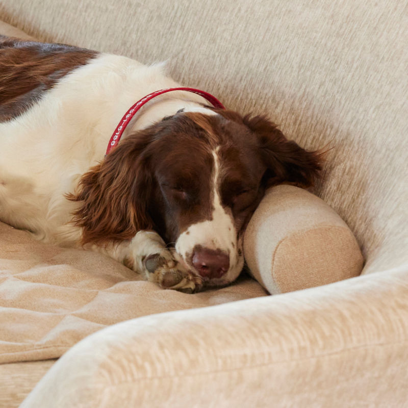 A brown and white dog resting its head on a bolster.