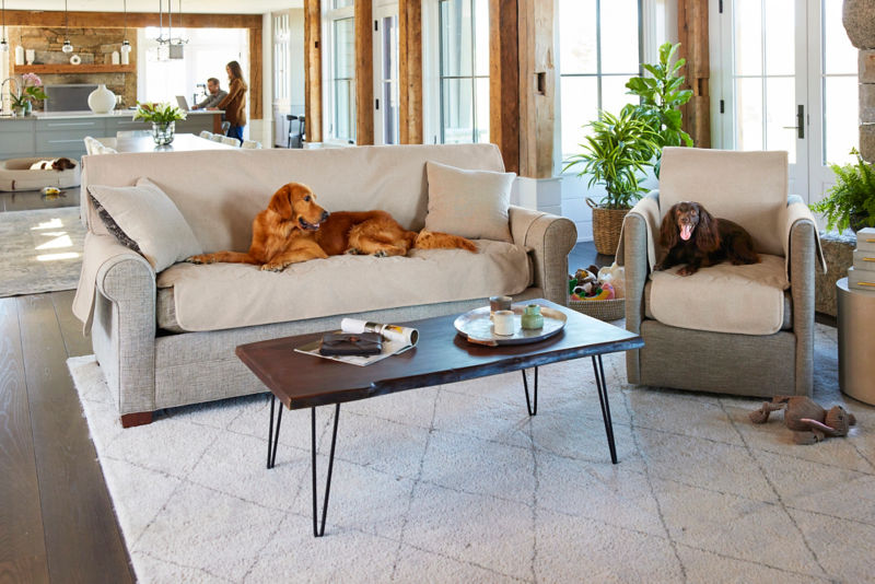 Two dogs sitting on couches in a living room