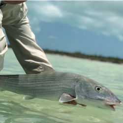An angler holding a bonefish over celadon waters.