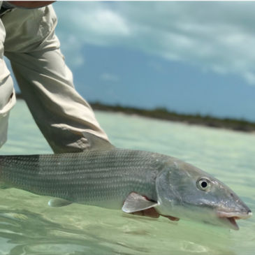 Orvis Week with Tom Rosenbauer at Swain's Cay Lodge - 