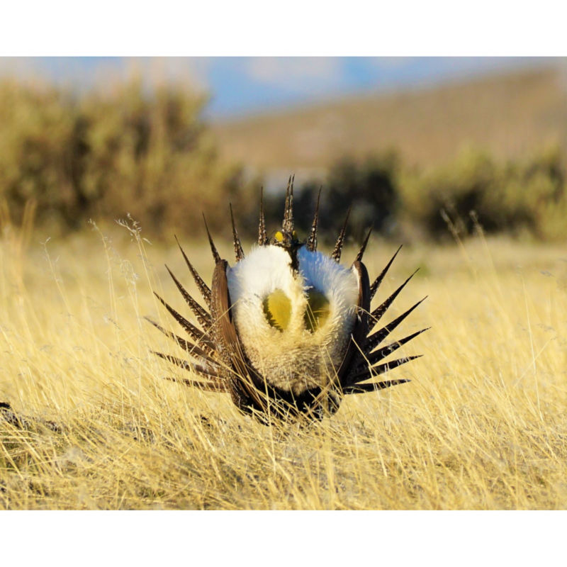 Wyoming Wings & Waters Wingshooting, WY -  image number 2