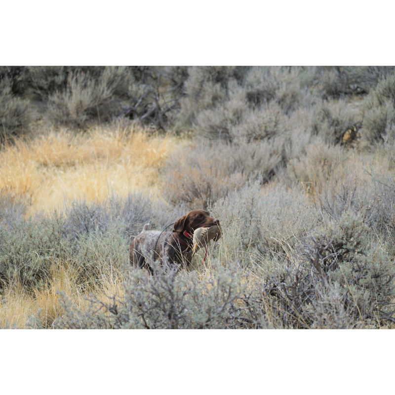 Wyoming Wings & Waters Wingshooting, WY -  image number 5