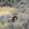 Wyoming Wings and Waters - Wingshooting -  image number 5