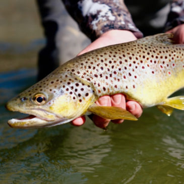Wesley Hodges Fly-Fishing - 