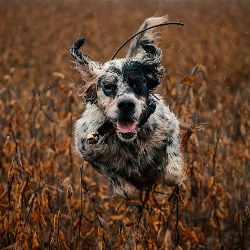 Wesley Hodges Bird Hunting, VA -  image number 4