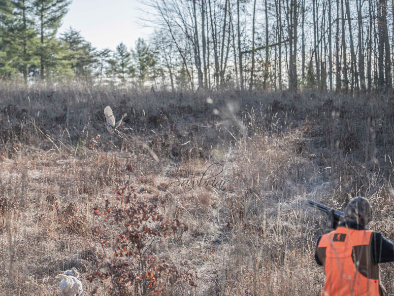 Sawbriar Hunting, TN -  image number 1