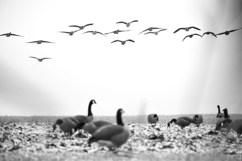 Birdtail Waterfowl Inc. -  image number 1