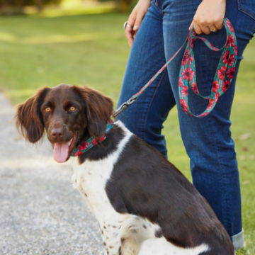 A dog wearing an OrvisxFishe collar and leash.