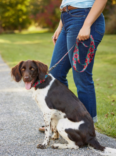 A woman walking a dog using the new Fishe patterned dog collar and leash.