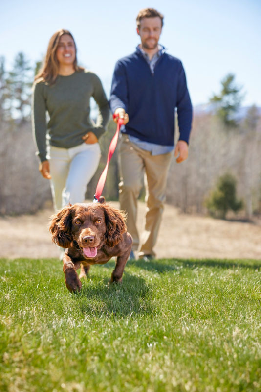 Eager dog running forward wearing Orvis woven leash.