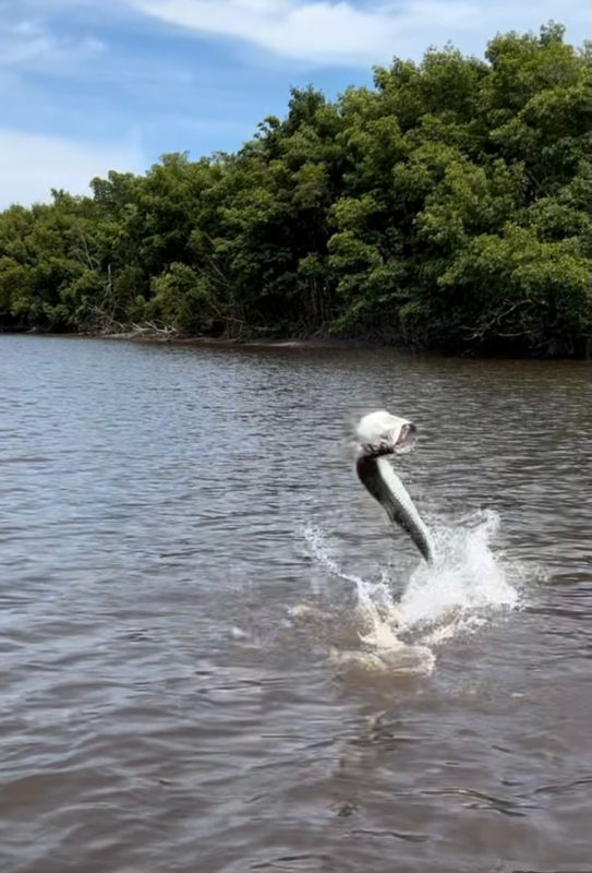 Capt. Ron Welter (Semper Fly Guide Service) -  image number 1