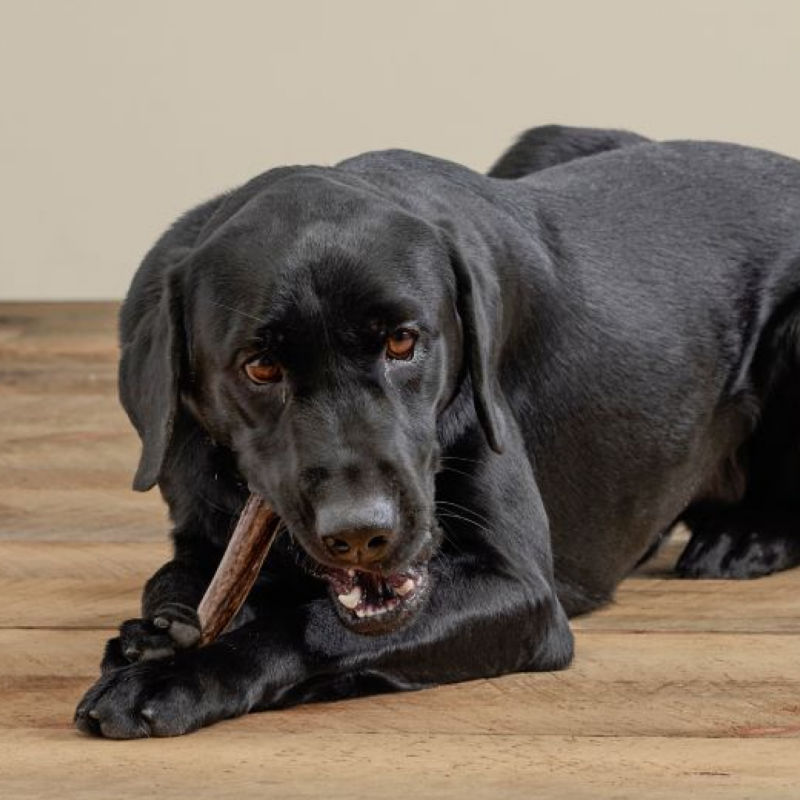 A black Labrador Retriever chews on a bully stick while laying on a wooden floor.
