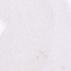 Fulling Mill Slotted Tungsten Beads - WHITE