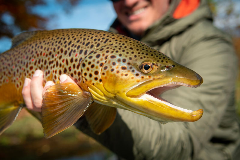 South Holston River Lodge, TN -  image number 1